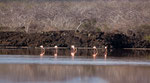 ....Greater Flamingos....