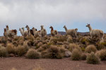 ...eine Herde Alpakas ignoriert uns völlig...