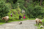 ....Haustiere haben in Südamerika absolute Vorfahrt....
