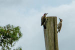 ...ein Stützschwanzspechtenpaar turtelt am Weidezaun...