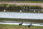 ....die Laguna ist bevölkert von Vögeln.....