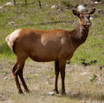 Wapiti Hirsch Kuh
