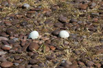 ...dieses Ei hat ein Raubmöwe entwendet...