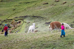 ....Kinder hüten Lamas und Alpacas.....