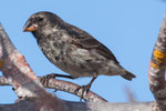 ....a Medium ground finch.....
