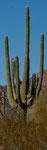 Saguaro Cactus