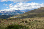 Es gibt hier viele wilde Guanacos...