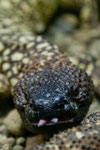 Gila monster (Echse)