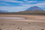 ...in der extrem kargen Hochebene gibt es nur noch Lamas...