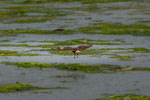 ...ein Raubvogel auf Futtersuche bei Ebbe - der Tidenhub ist hier 7m hoch...