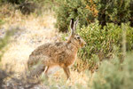 ...aus Europa eingebürgert - ein Hase...