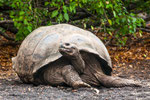 ....the Galapagos Tortoise lives entirely on land.....