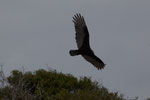 Ein "Turkey-Vulture"