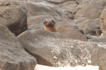 ....a young Sea-Lion - very curious.....