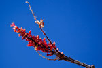 Blüte des Ocotillo