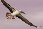 ....blue-footed boobies are excellent flyers.....