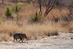 Ein "Javelina" - eine Art Wildschwein