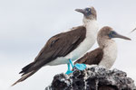 Blue-footed Booby.....