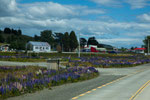 Am meisten haben uns die Blumen entlang der Route begeistert....