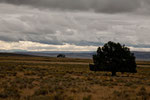 ...the "Alvord Desert" - only view trees...