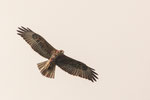 .....look at the colors of the majestic bussard.....