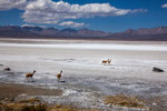 ...Vicunas wagen sich aufs Salz...