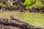 ....here a Marine Iguana - which can swim quite fast in water.....