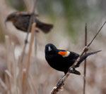Männchen (schön) vorne und Weibchen hinten