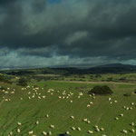 die schönen weißen Tupfer auf der Wiese sind alles Schafe