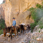 ....und manchmal muss man den schmalen Weg mit Mulis teilen ....