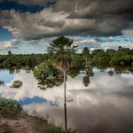 ...die Vegetation des Chaco ist schon sehr vielfältig...