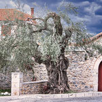 ...uns erstaunen uralte und völlige verwitterte Olivenbäume immer wieder...