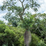 ...uns haben besonders die vielen "Flaschenbäume"...