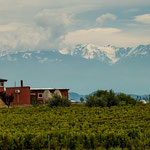 ...auf die Weinreben...