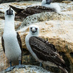 ...die Blaufuss-Tölpel gibt es auch haufenweise auf den Galapagos Inseln...