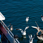 Und schon hat der Pelikan wieder Hunger