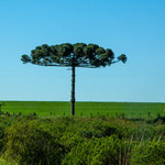 ...vor allem dieser "Sonnenschirm-Baum" hat es uns angetan...