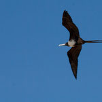 ....und ein "Fregatvogel in der Luft.