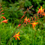 Tolle Blumen trotz Regenzeit....