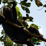 Ein Brüllaffe genießt sein Frühstück....