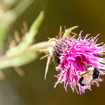 ....kennen sie leider nicht.....