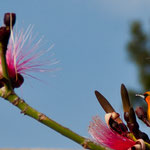 Ein genauso bunter Fink....