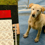 ....und hatten vom ersten Tag "Untermieter" - Zilli.....