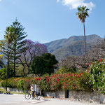 Radltour in Ajijic bei tollsten Blumenbäumen