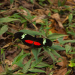 .....dabeben gab es bunte Schmetterlinge - die meisten scheu.....