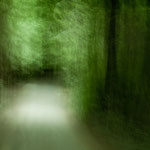 Fahrt in den "mystischen Regenwald"