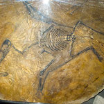 ....und Versteinerungen wurden gefunden.