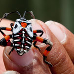 Ein bunter Käfer - leider wissen wir nicht den Namen