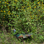 und ein wilder Truthahn