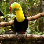 .....ein Tukan....der Wappenvogel von Belize....